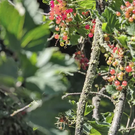 Timbered With Old Soul Near Tisvilde Сasa de vacaciones *